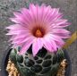 Preview: Coryphantha elephantidens cv. inermis